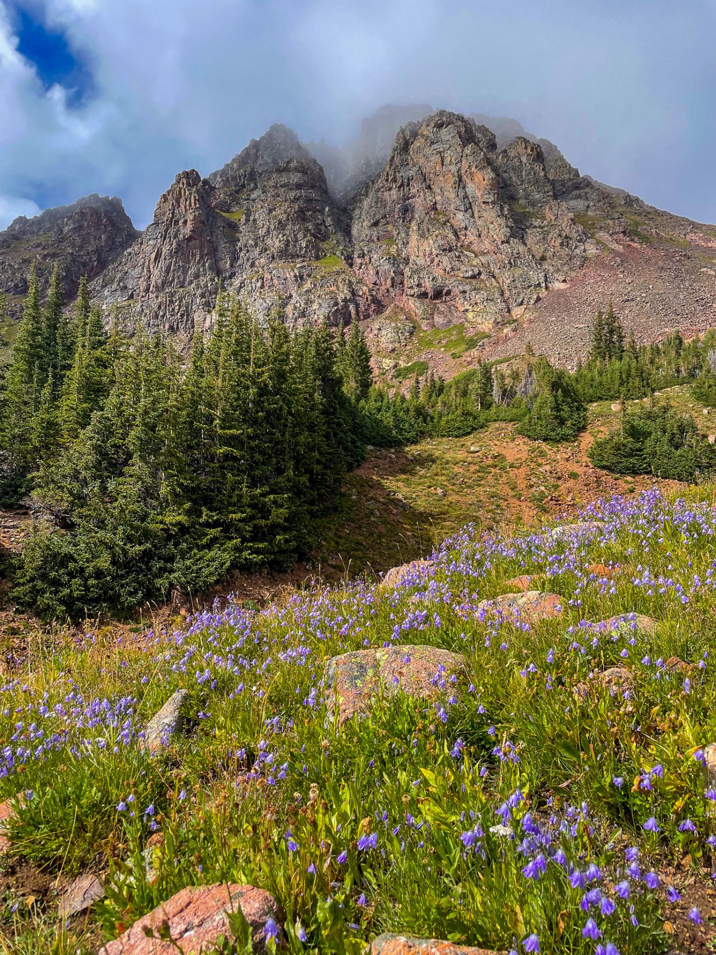 Purple wildflowers below a rugged alpine ridge in the Colorado high country